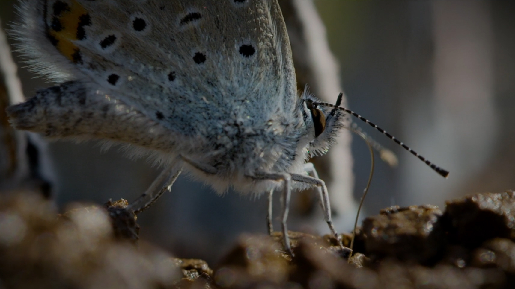 Our Planet Alcon Blue Butterfly